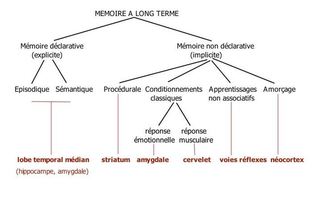 File source: http://commons.wikimedia.org/wiki/File:MEMOIRE_LTM.jpg